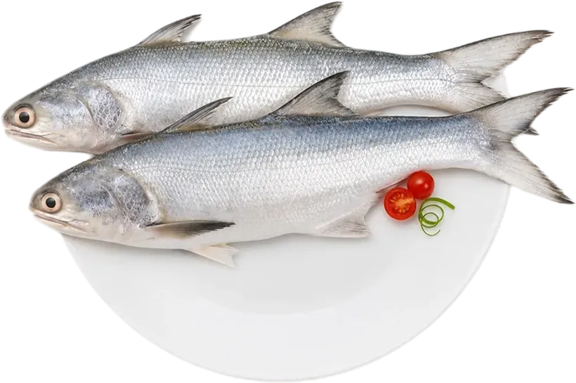 Indian salmon (rawas)